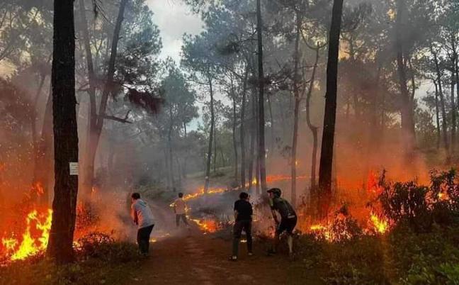 Thanh niên ra tay đốt rừng thông đồi Thiên An