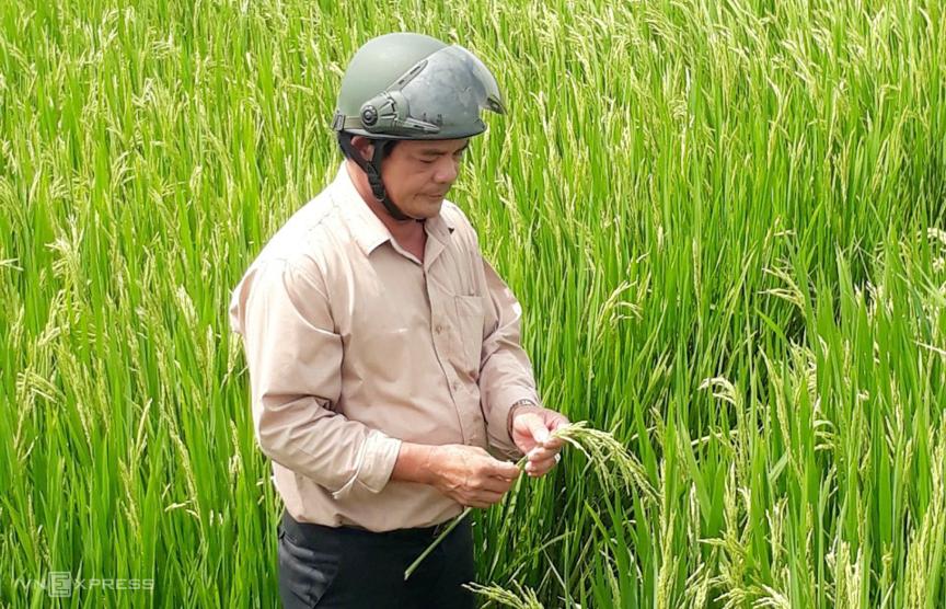 Nghỉ lái xe tải giúp hàng ngàn nông dân trồng lúa lai