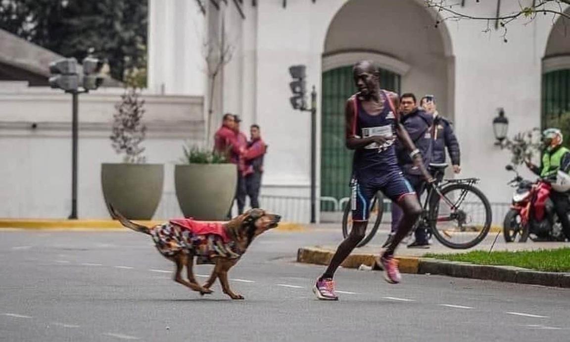 Runner Kenya vuột chức vô địch vì bị chó đuổi
