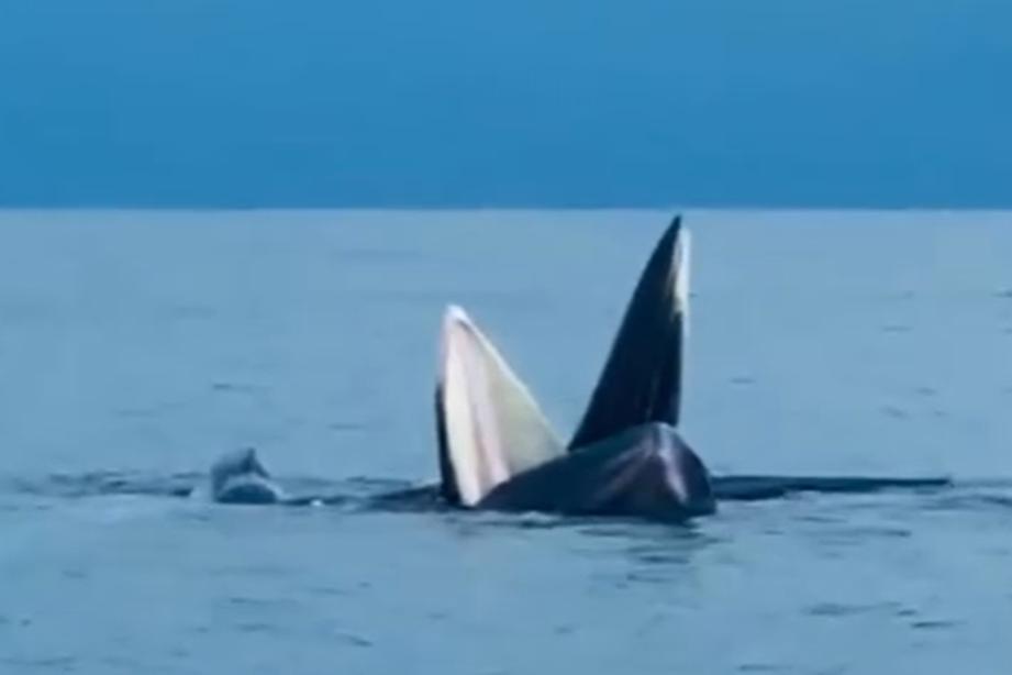 Cá voi xuất hiện ở biển Cô Tô