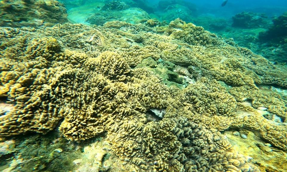 Phục hồi 4 ha rạn san hô ở vịnh Quy Nhơn