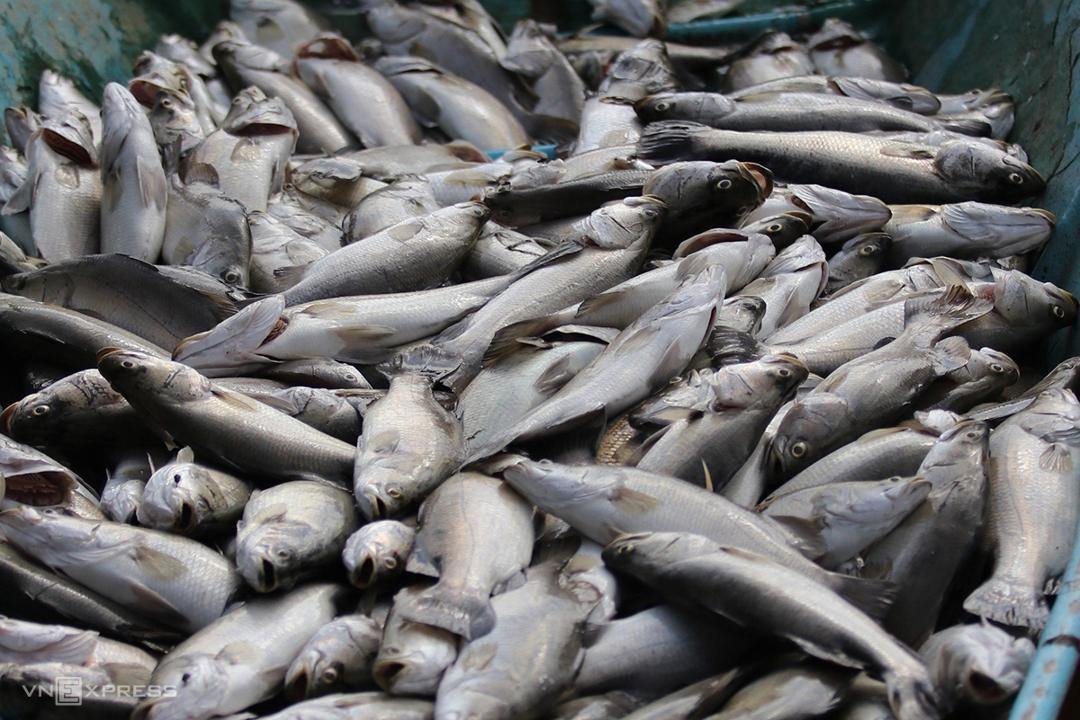 Hơn 50 tấn cá lồng chết trên sông
